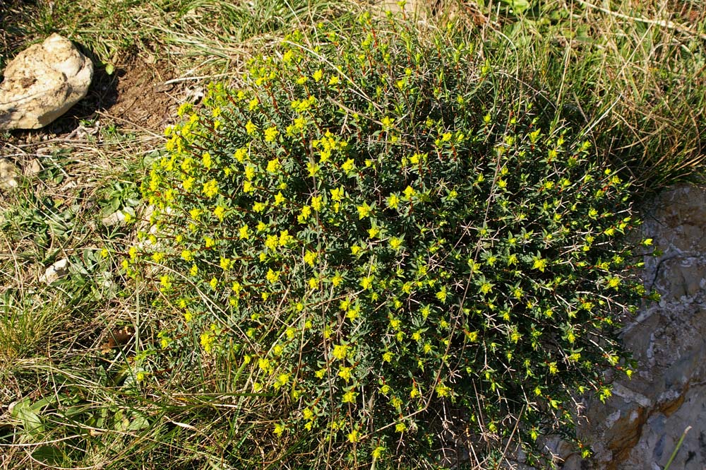 Euphorbia spinosa / Euforbia spinosa